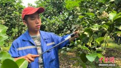 湖南江永13.8万亩香柚花开  人工授粉提质增效助振兴